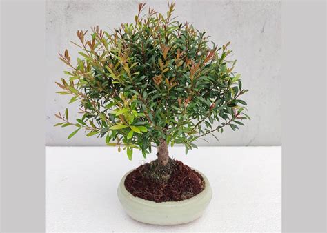 Care Guide For The Brush Cherry Eugenia Myrtifolia Syzygium Bonsai