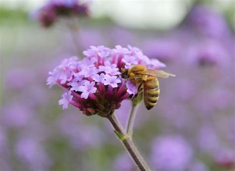 Bienenfreundliche Stauden schönsten Bienenstauden Beautiful