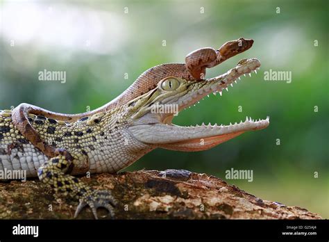 Snake Sitting On Crocodile Indonesia Stock Photo Alamy