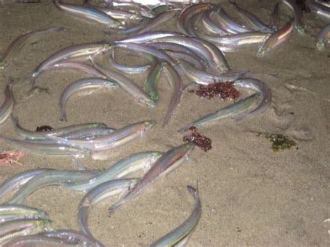 Grunion Spawning Behavior Accommodated at Refugio Oil Spill | response ...