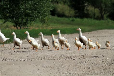 Los Gansos Y Los Patos Se Zambullen En La Charca Azul En El Campo