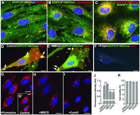 Liposome Uptake Occurs Through Non Clathrin Mediated Mechanisms