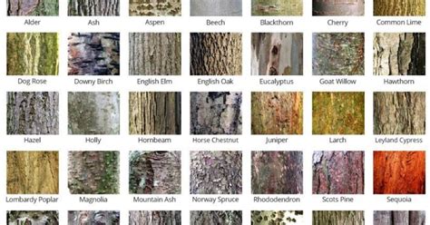 Bark Poster A Number Of People Have Asked Me To Produce The Bark