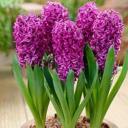 What Does The Purple Hyacinth Mean? Unveiling Flower, 42% OFF