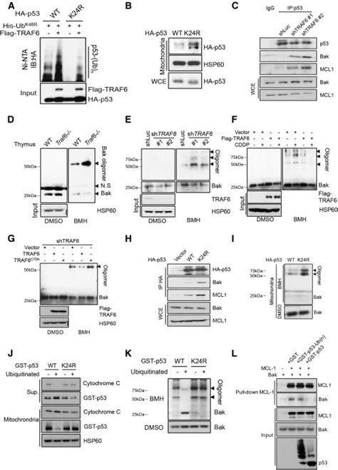 Traf6 Restricts P53 Mitochondrial Translocation Apoptosis And Tumor