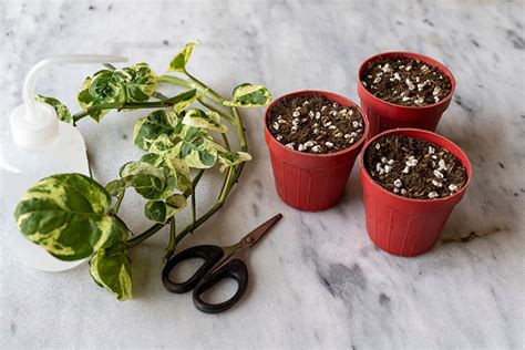 How To Propagate Pothos Plants Guzman S Garden Centers