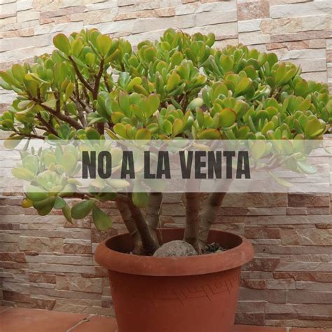 Crassula Ovata Rbol De Jade Plantasxerofitas