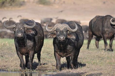 Ngorongoro Crater Ngorongoro Conservation Area Authority Ncaa