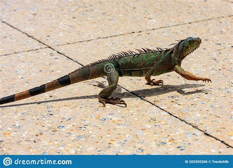 Iguana De Lagartos Verdes Y En Las Iguanidae Subfamiliares Foto De