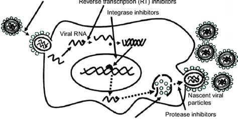 1 Viral Replication Cycle Reprinted With Permission From Ts Download Scientific Diagram