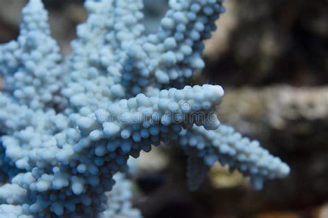 Coral Azul De Hemprichii Del Acropora En El Mar Rojo Foto De Archivo