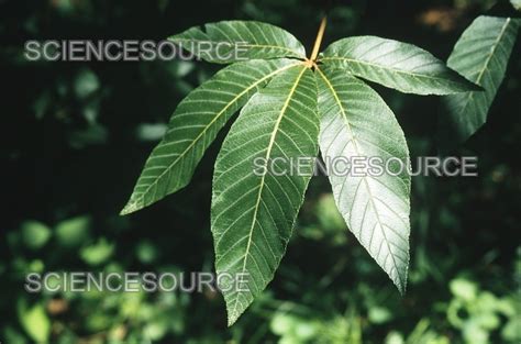 Ohio Buckeye Leaves Stock Image Science Source Images