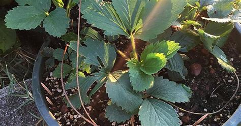 Fragaria Vesca Woodland Strawberry Album On Imgur