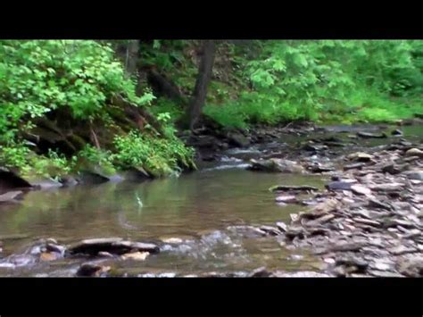 Pa Wild Trout Stream July Youtube