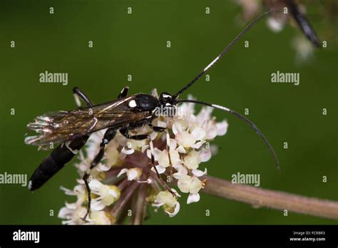 Black and white striped wasp High Resolution Stock Photography and Images - Alamy