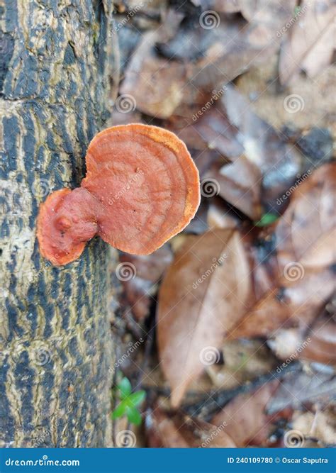 La Belleza Del Nombre Latino De Bromo Mushroom Pycnoporus Sanguineus