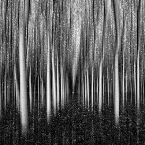 Weeping Forest Luke Tscharke Photography