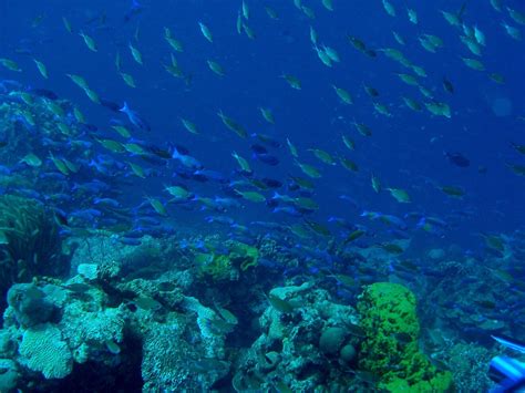 Underwater Gardening: Coral Reefs and Aquaculture - Science Connected ...