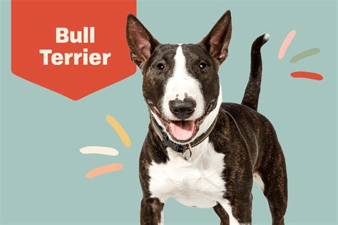 Bull Terrier Dog Breed Information & Characteristics | Daily Paws