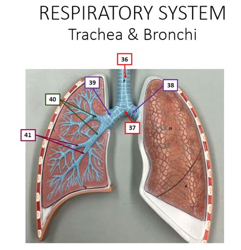 Trachea Bronchi Diagram Quizlet