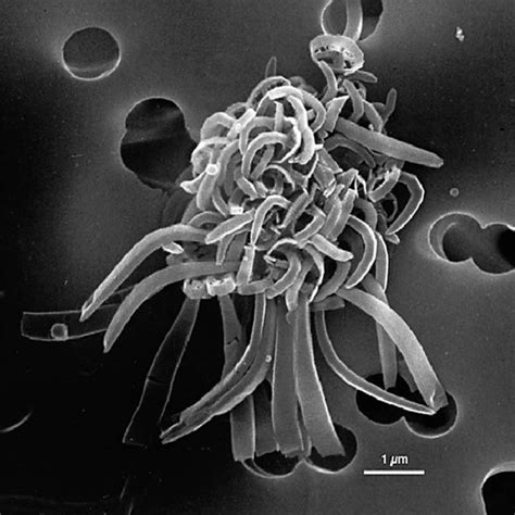 The New Coccolithophorid Picarola Margalefii Dedicated To Ramon