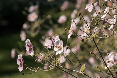 Blumen Wiese Sommer Kostenloses Foto Auf Pixabay Pixabay