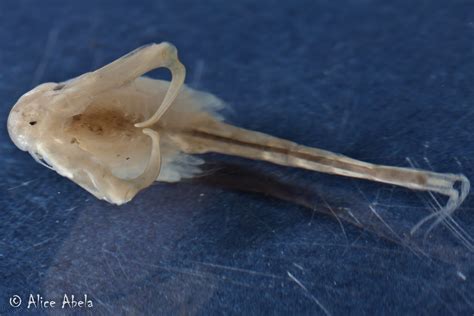 Vernal Pool Fairy Shrimp Branchinecta Lynchi Male Vernal Flickr