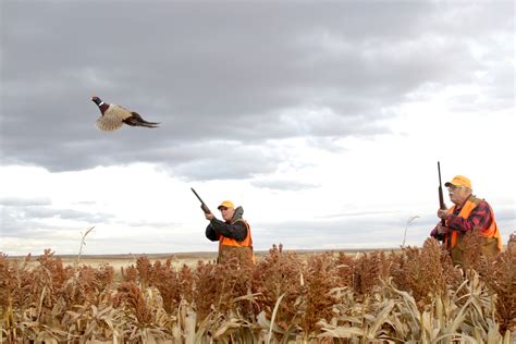 How To Hunt South Dakota Pheasants Cheap Ron Spomer Outdoors