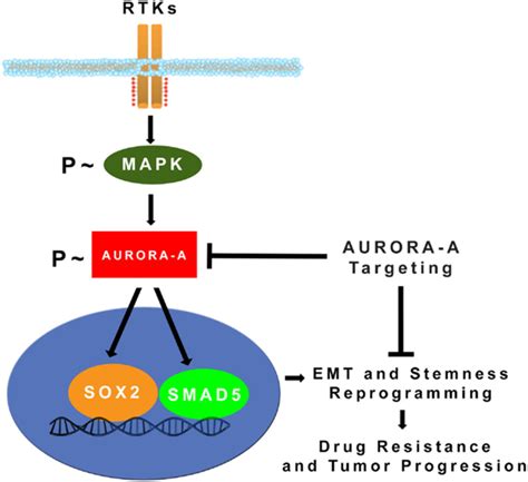 Mapk Induced Activation Of Aurora A Kinase Promotes Emt Stemness And