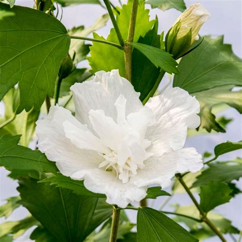 Hibiscus Syriacus White Pillar Dobies