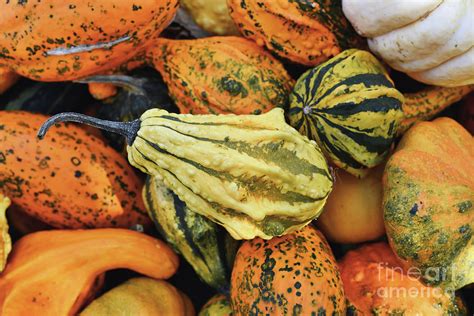 Small Yellow Ornamental Gourd With Stripes And Warts Photograph By Firn