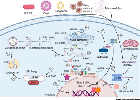 The Evolution Of Sting Signaling And Its Involvement In Cancer Trends In Biochemical Sciences