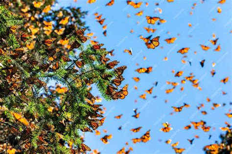 Premium Photo Monarch Butterflies Danaus Plexippus Are Flying On The