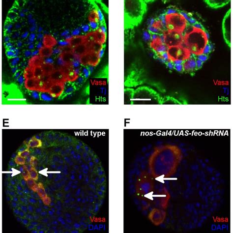 Ae Immunofluorescence Staining Of Embryos Ac Of A Third Stage Download Scientific