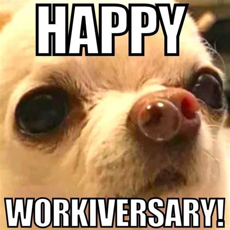 Best Work Anniversary Memes For Office Celebrations Work