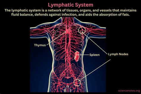 Lymphatic System Definition Anatomy Functions