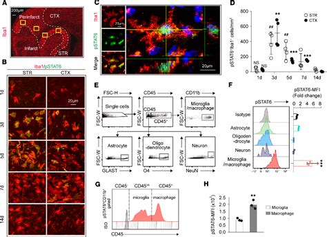 Figure From Stat Arg Promotes Microglia Macrophage Efferocytosis