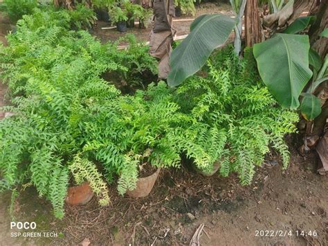 Landscape indoor Ornamental Plants at ₹ 100/piece in Rajahmundry | ID: 25004980330