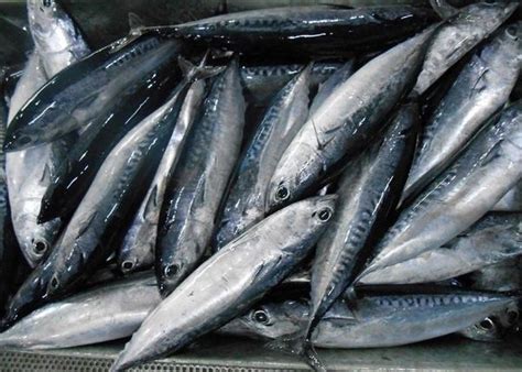 ca  la ca gi mua  dau gia  bao nhieu