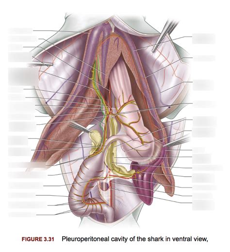 Shark Organs Iv Diagram Quizlet