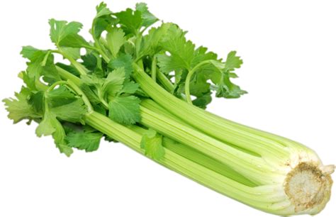 Fresh Green Celery Png Clipart Png Mart