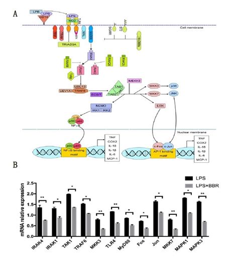 The Anti Inflammatory Effects Of Berberine On Lps Induced Inflammation