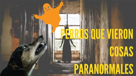 PERROS QUE VIERON COSAS PARANORMALES QUE SUS DUEÑOS NO VÍDEOS DE