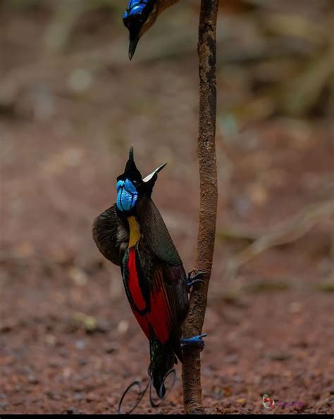 The Stunning Beauty Of Wilson S Bird Of Paradise Accessorizing Your