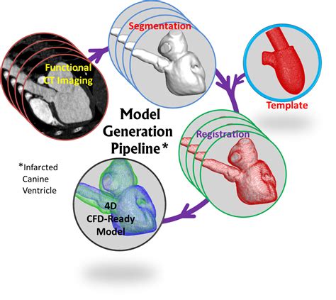 Cardio Vascular Flows Flow Physics And Computation Lab