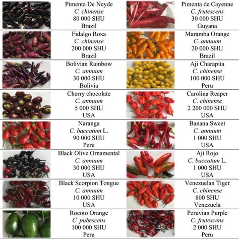 Diverse Varieties Of Chili Peppers With Indication Of Species