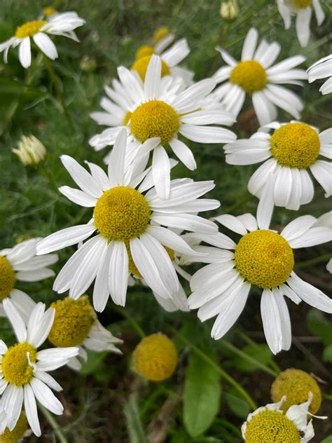 Lawn Chamomile (Chamaemelum nobile) | Naturescape