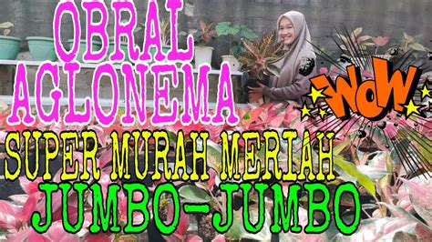 Obral Aglonema Murah Meriah Hanya Ada Di Sini Wajib Bonusss Di