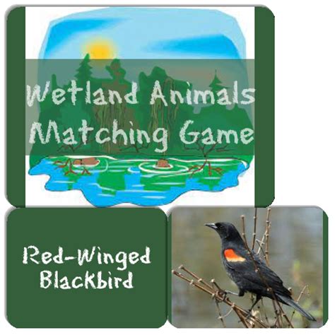 Wetland Animals Matching Game Match The Memory