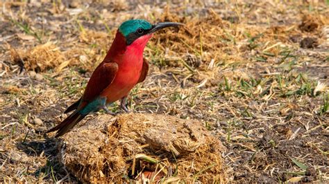 Blue Head Short Beak Red Southern Carmine Bee Eater Bird Standing Dry